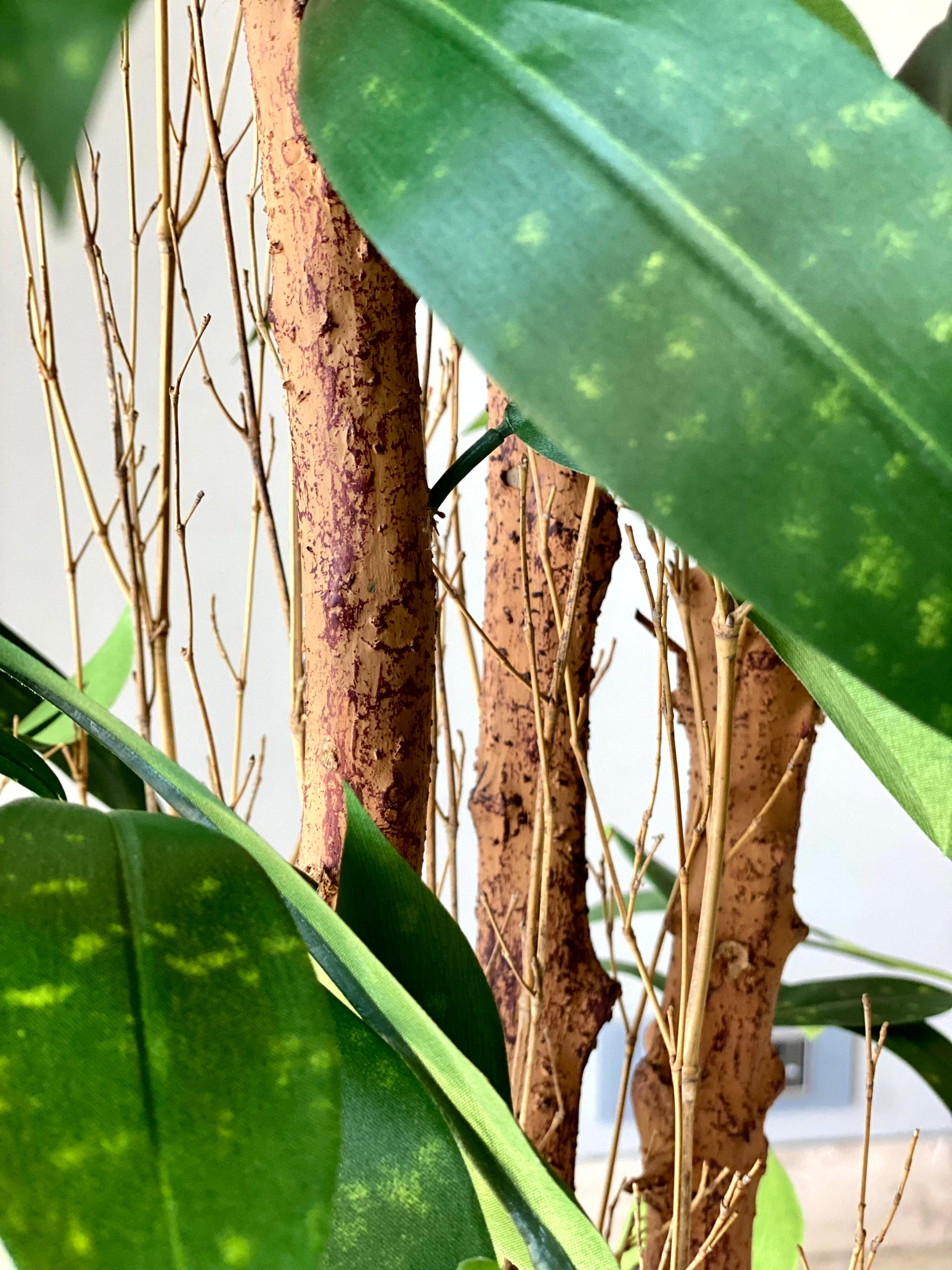 Artificial Dracaena Surculosa Plant - 6 Feet
