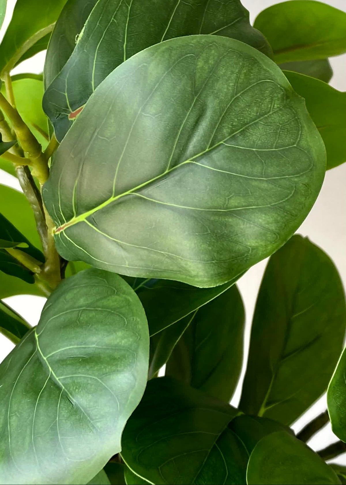 Artificial Woodland Ficus Plant