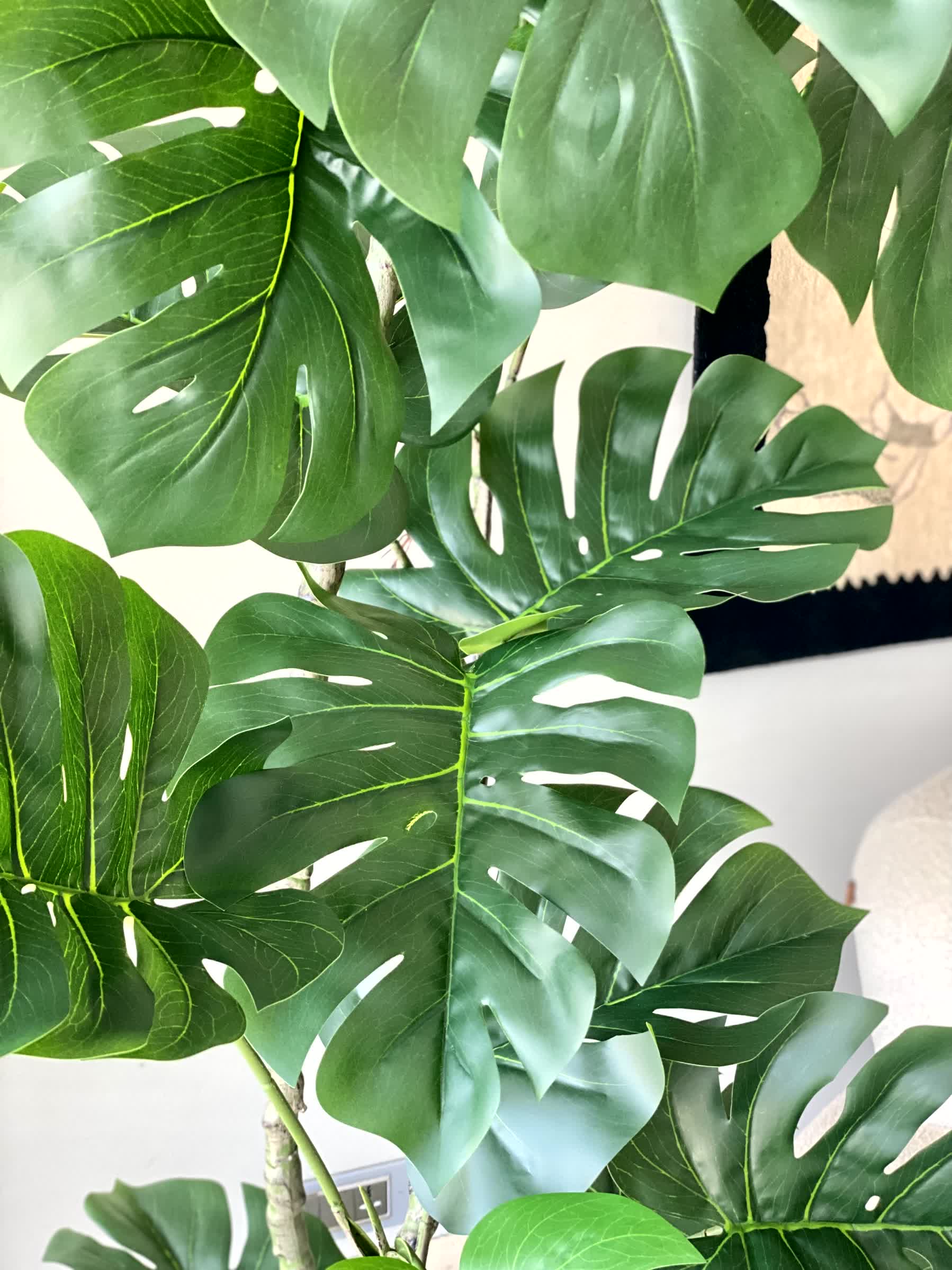Artificial Arched Monstera Plant - 5 Feet
