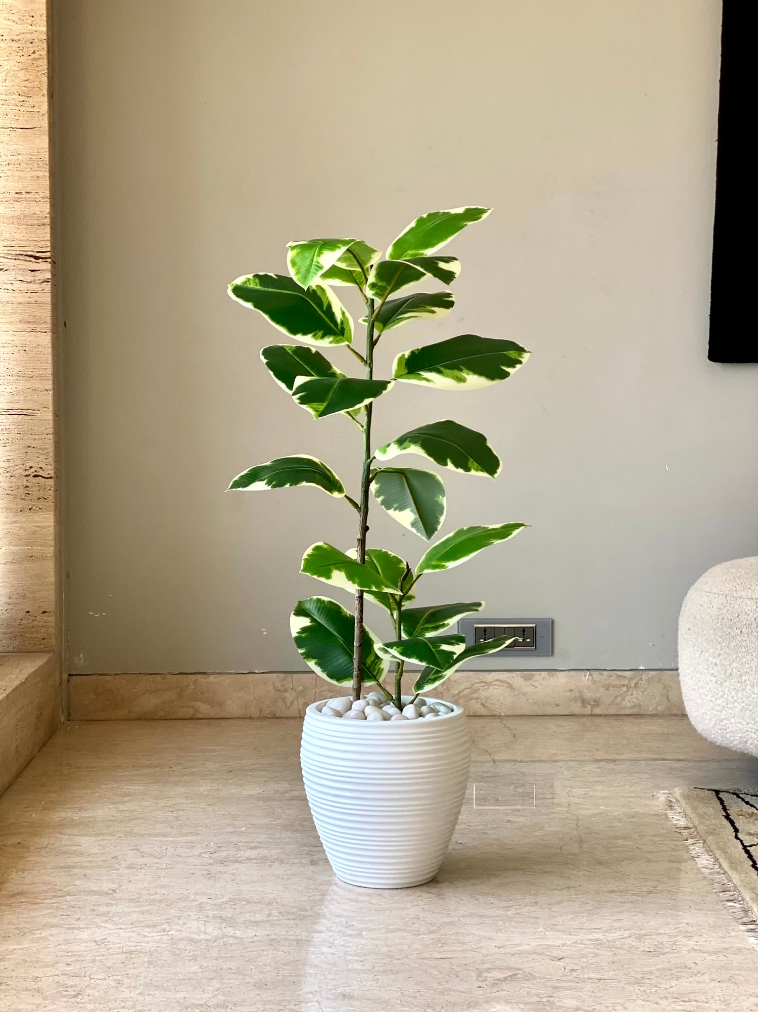 Artificial Verigated Rubber Plant - 2.5 Feet