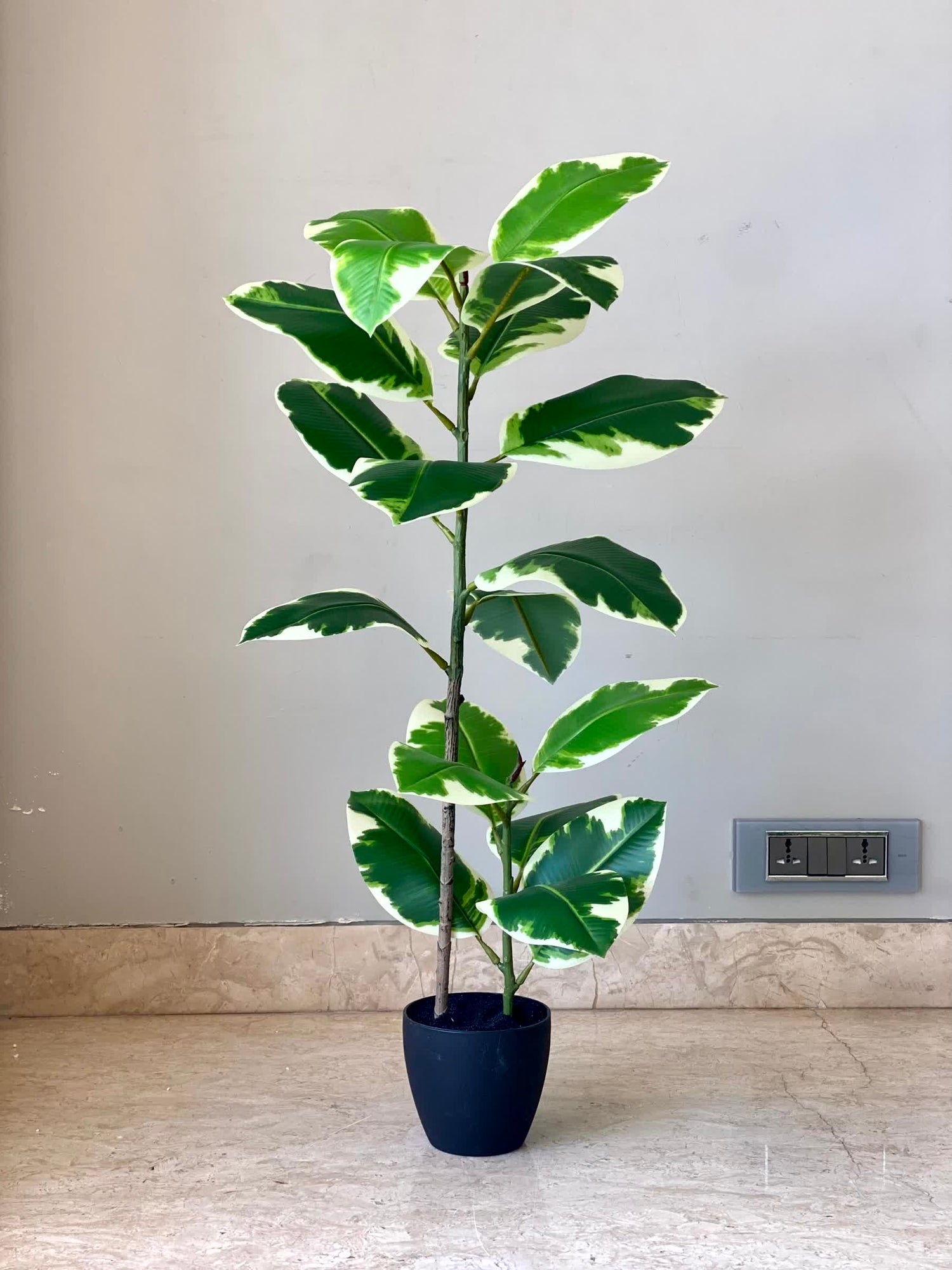 Artificial Verigated Rubber Plant - 2.5 Feet