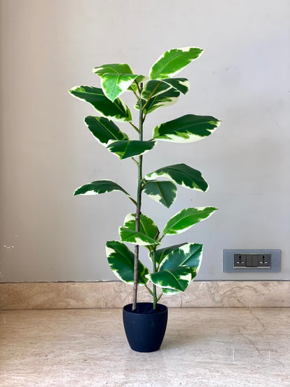Artificial Verigated Rubber Plant - 2.5 Feet