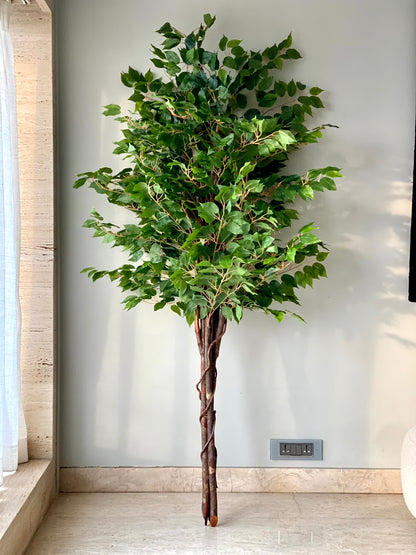 Artificial Natural Trunk Ficus Tree - 6.5 Feet