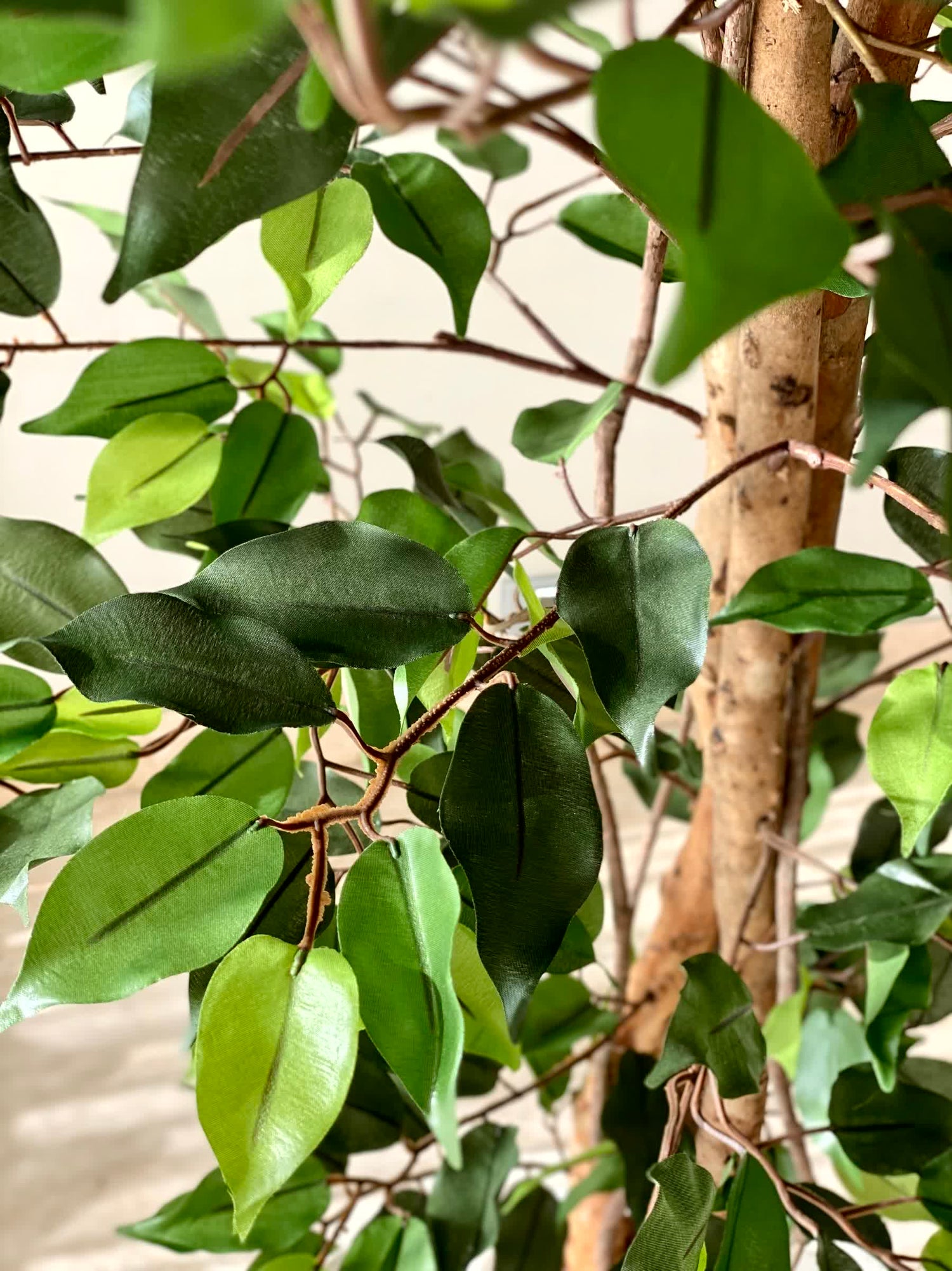 Artificial Natura Ficus Plant - 6 Feet