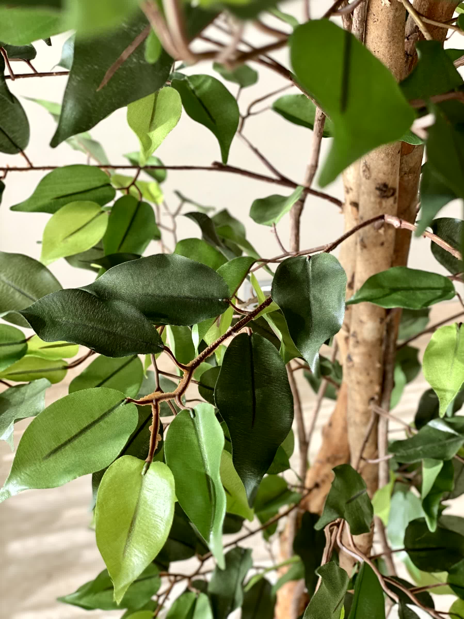 Artificial Natura Ficus Plant - 6 Feet
