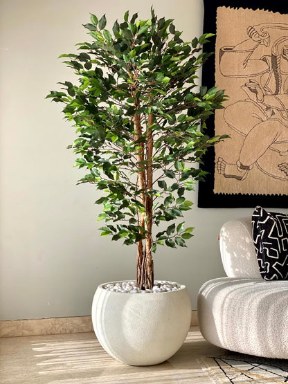 Artificial Natura Ficus Plant - 6 Feet