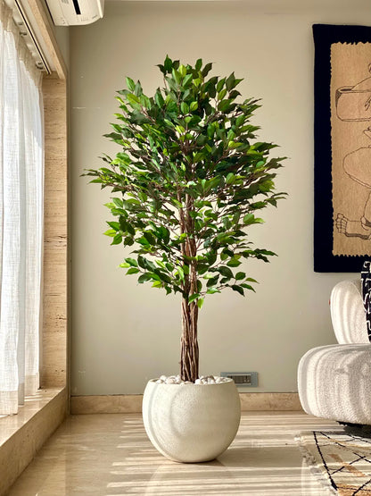 Artificial Natura Ficus Plant - 5 Feet