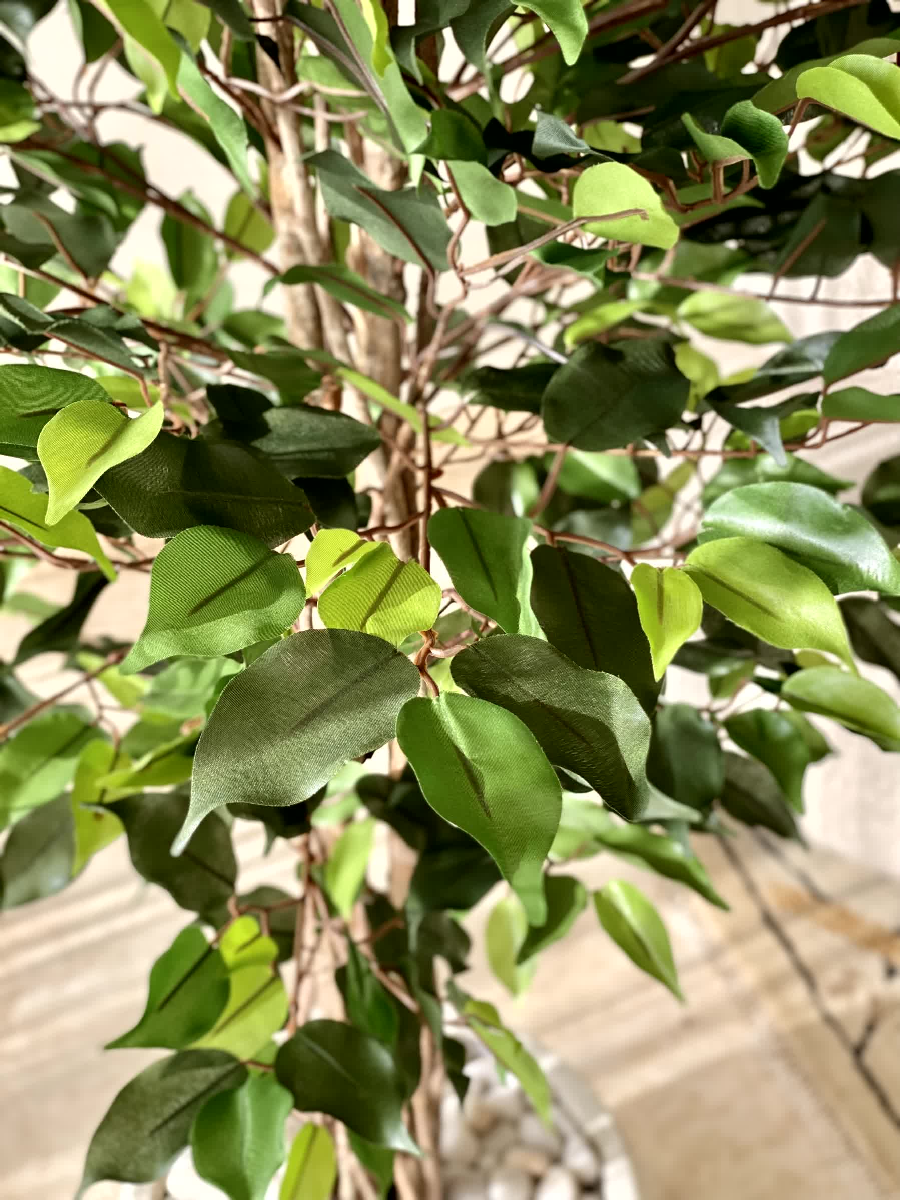 Artificial Natura Ficus Plant - 5 Feet