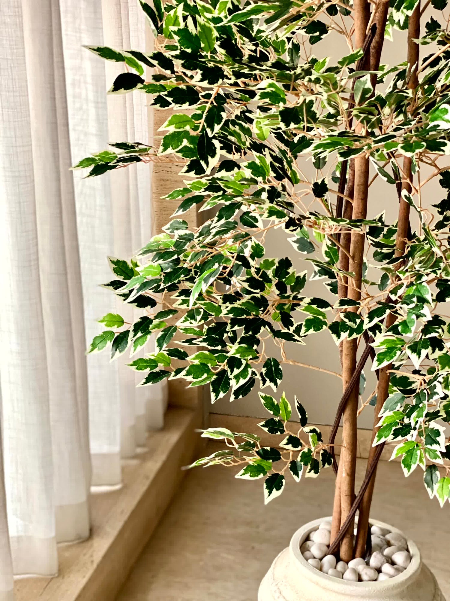 Artificial Dappled Ficus Plant - 5.5 Feet