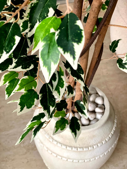 Artificial Dappled Ficus Plant - 5.5 Feet