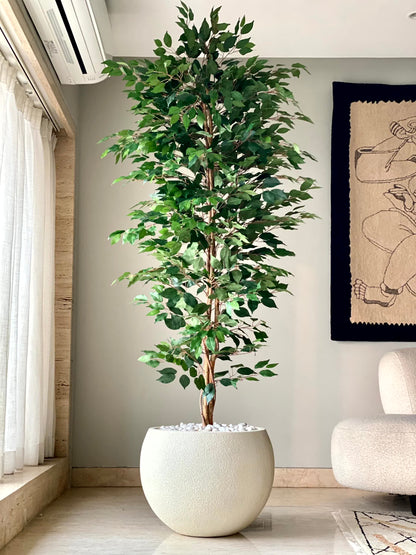 Artificial Weeping Ficus Plant - 7 Feet