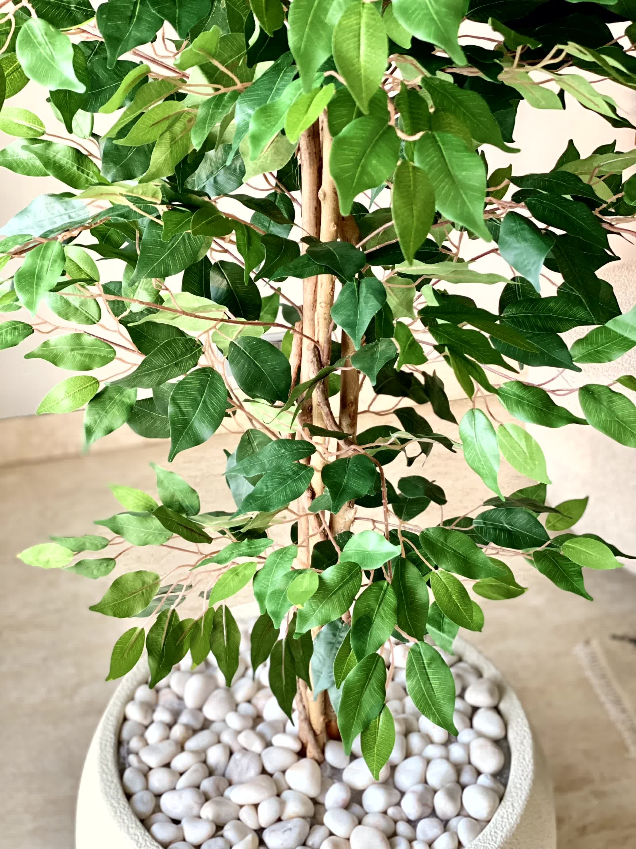 Artificial Weeping Ficus Plant - 7 Feet