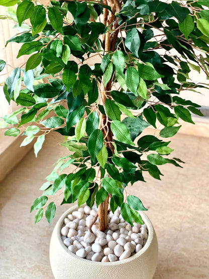 Artificial Weeping Ficus Plant - 5 Feet