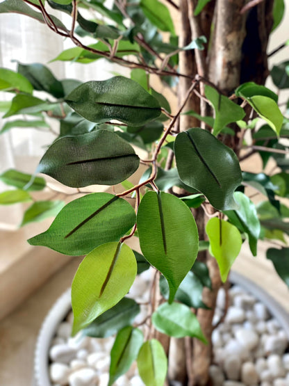 Artificial Natura Ficus Plant - 7 Feet