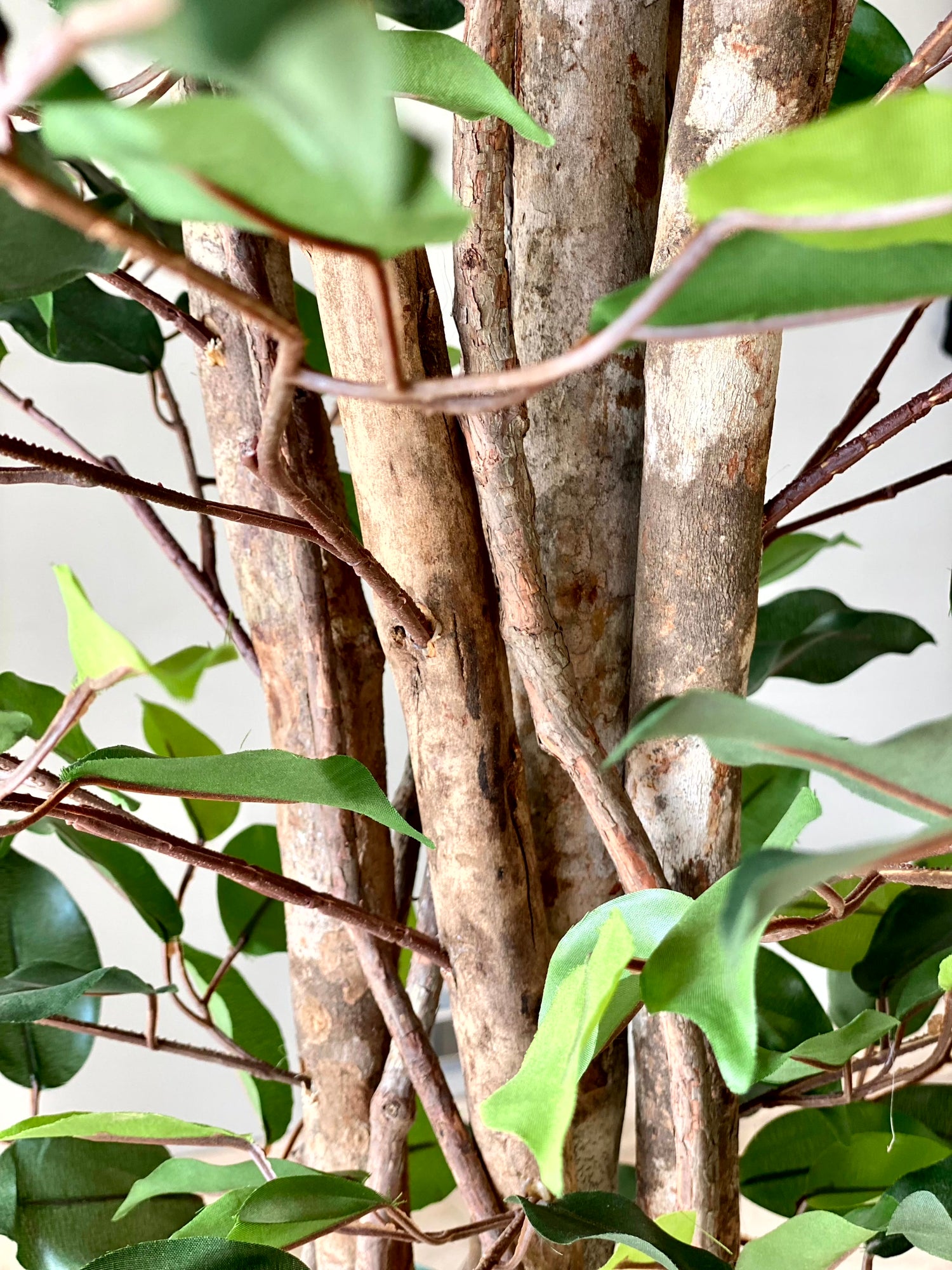 Artificial Natura Ficus Plant - 7 Feet
