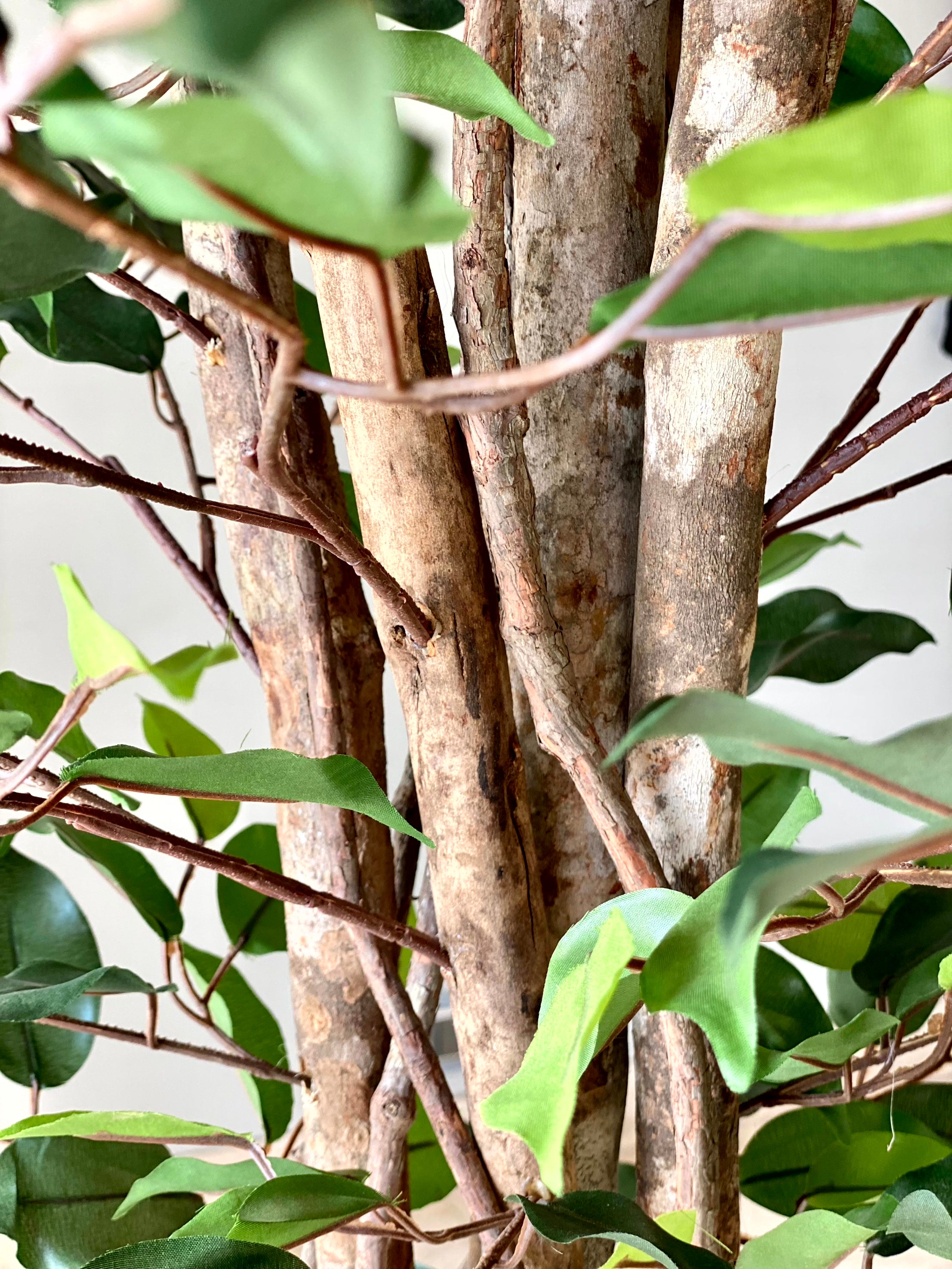 Artificial Natura Ficus Plant - 7 Feet