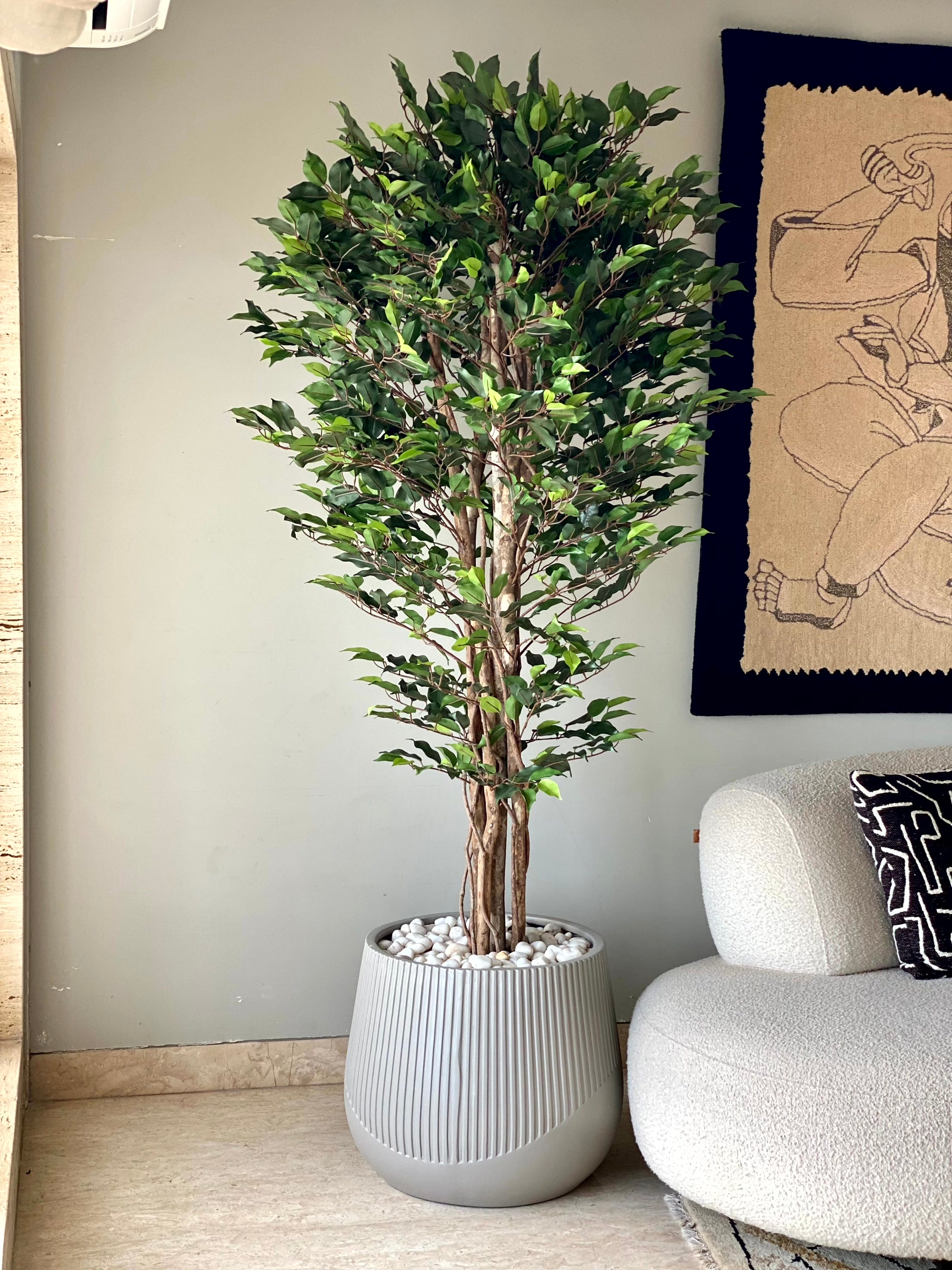 Artificial Natura Ficus Plant - 7 Feet