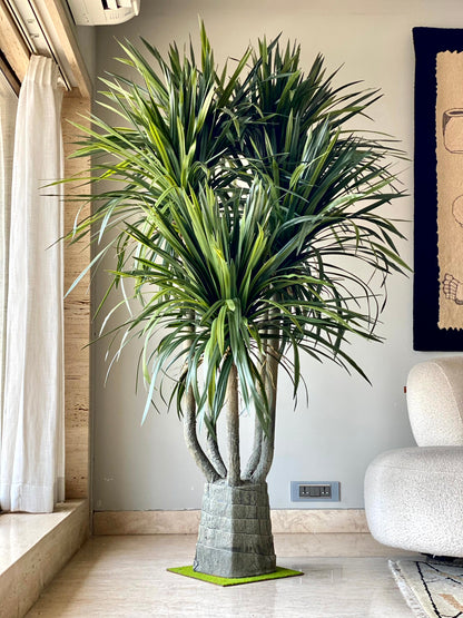 Artificial Dragon Quintara Plant - 7 Feet