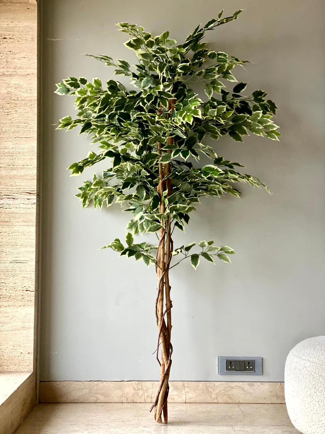 Artificial Variegated Dried Ficus Plant - 6 Feet