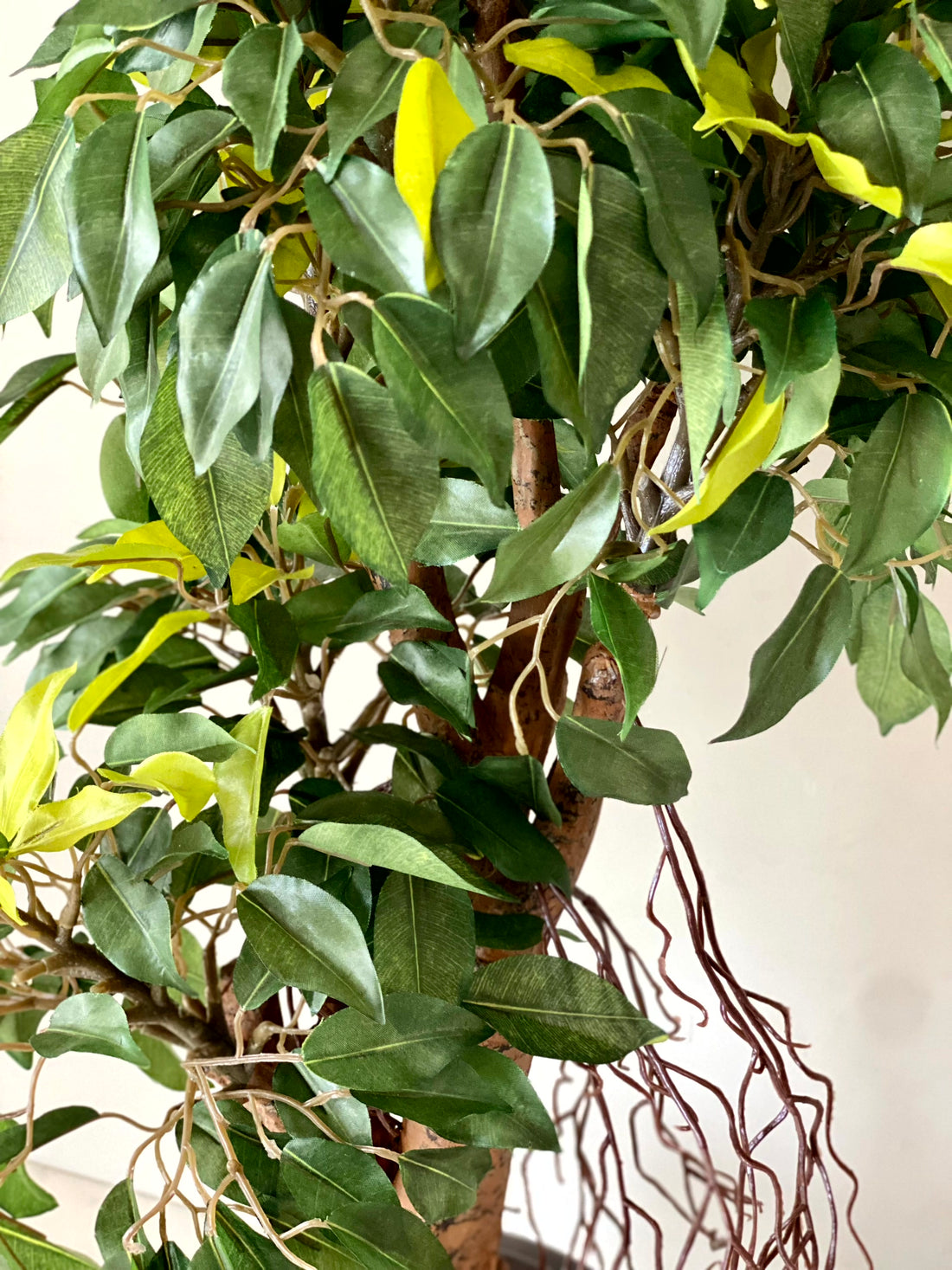 Artificial Regal Ficus Bonsai Plant - 2 Feet
