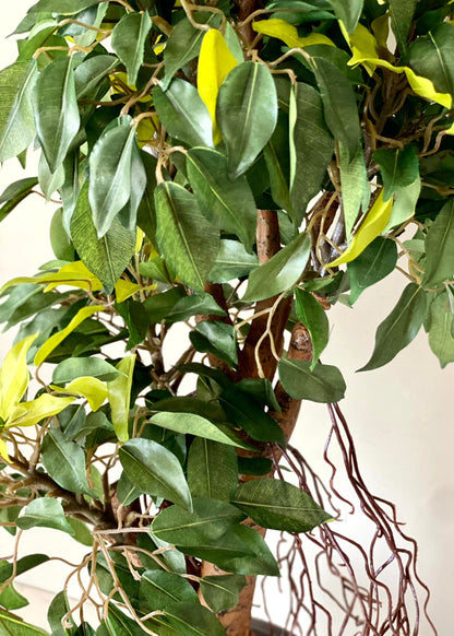 Artificial Regal Ficus Bonsai Plant - 2 Feet