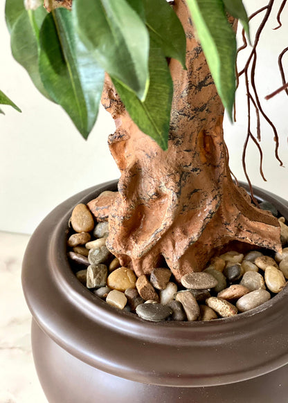 Artificial Regal Ficus Bonsai Plant - 2 Feet