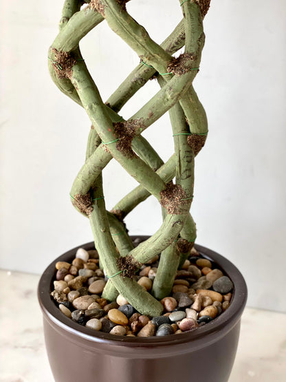 Artificial Braided Ficus Topiary Plant - 2.3 Feet