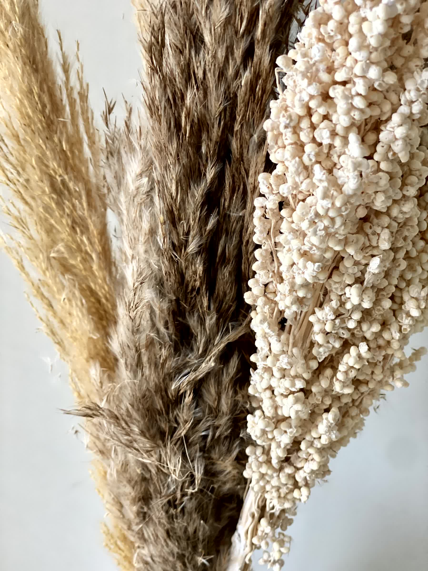 Pampas Corn Harmony Bunch