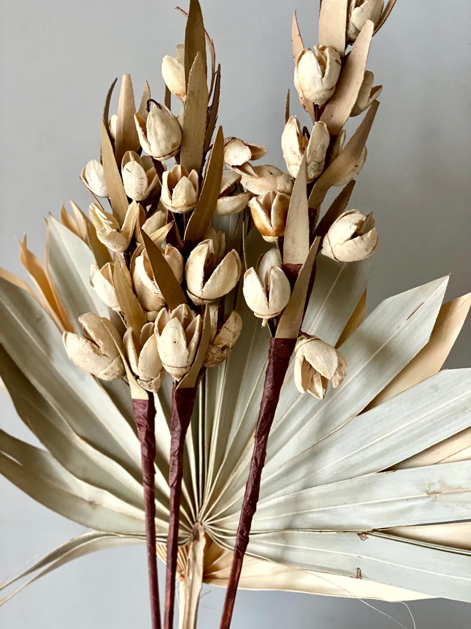 Desert Bakuli Palm Bunch
