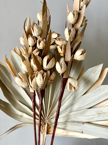 Desert Bakuli Palm Bunch