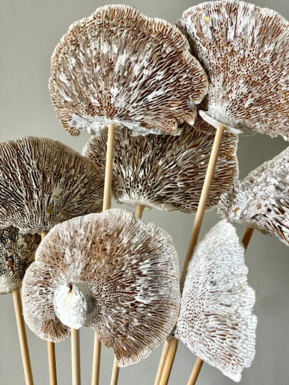 Wild Mushroom Bunch - (Beige)Set of 8
