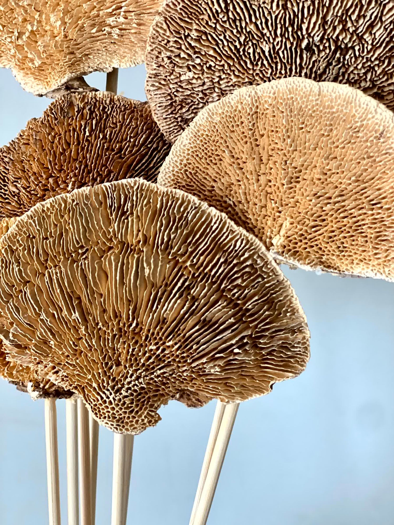 Wild Mushroom Bunch - (Brown)Set of 8