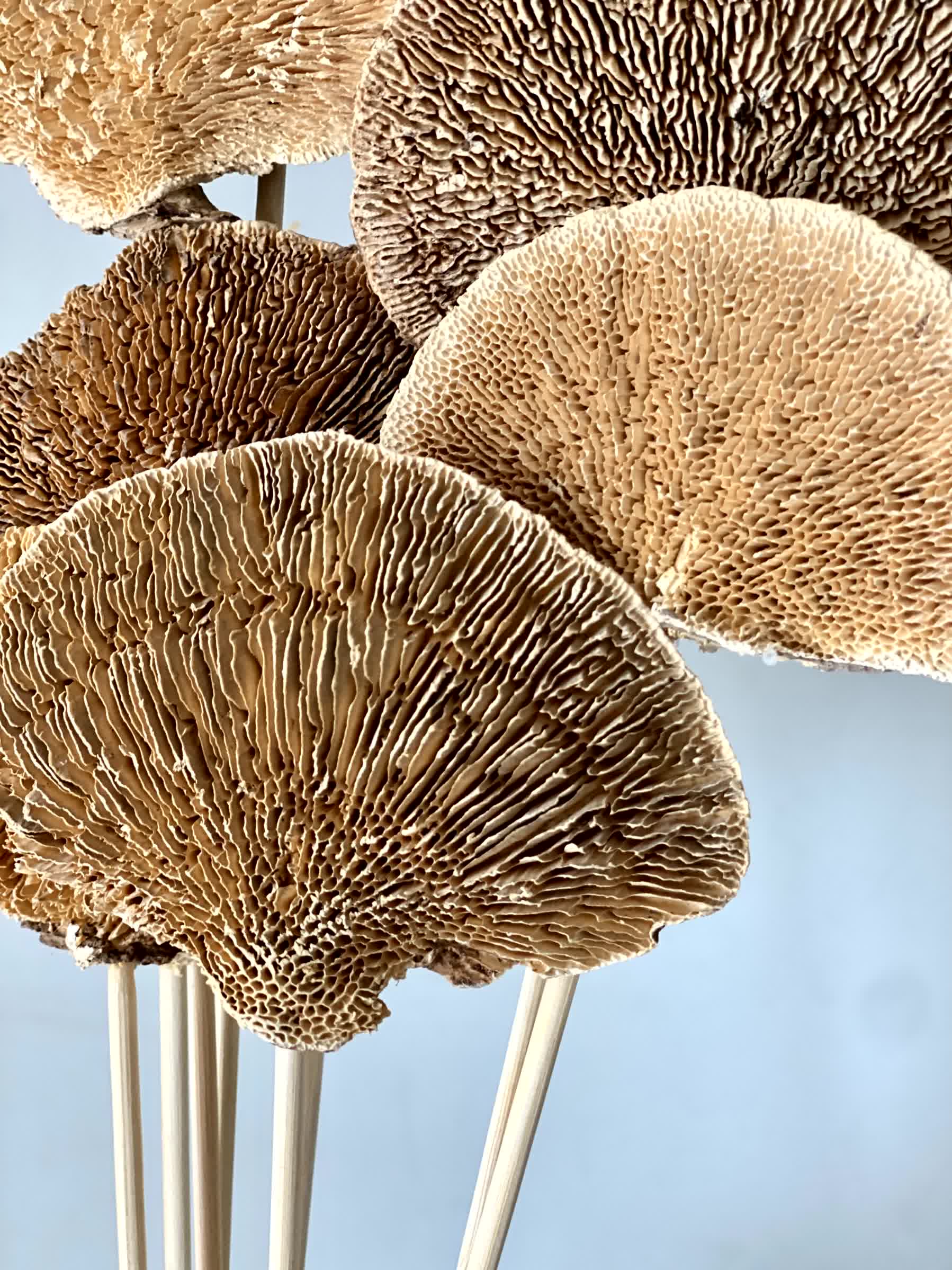 Wild Mushroom Bunch - (Brown)Set of 8