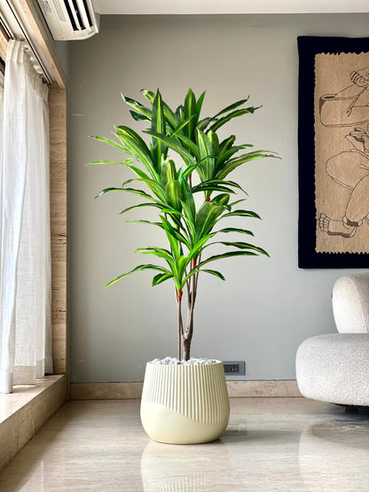 Artificial Serene Dracaena Plant - 5.5 Feet