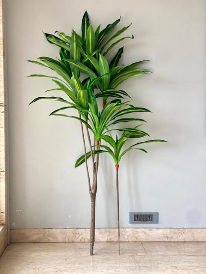 Artificial Serene Dracaena Plant - 5.5 Feet