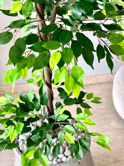 Artificial Verano Ficus Plant - 6 Feet