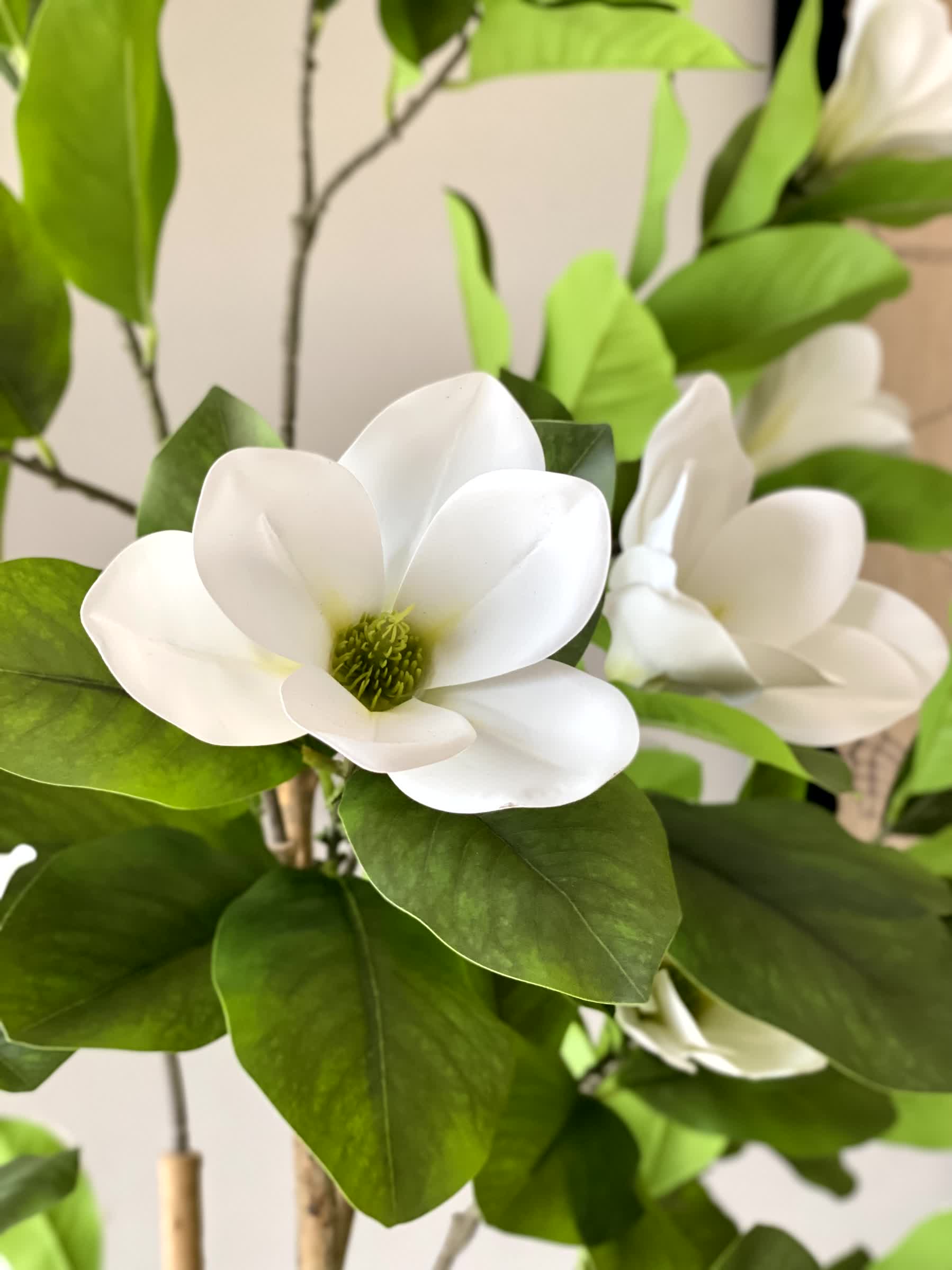 Artificial Magnolia Plant - 6 Feet