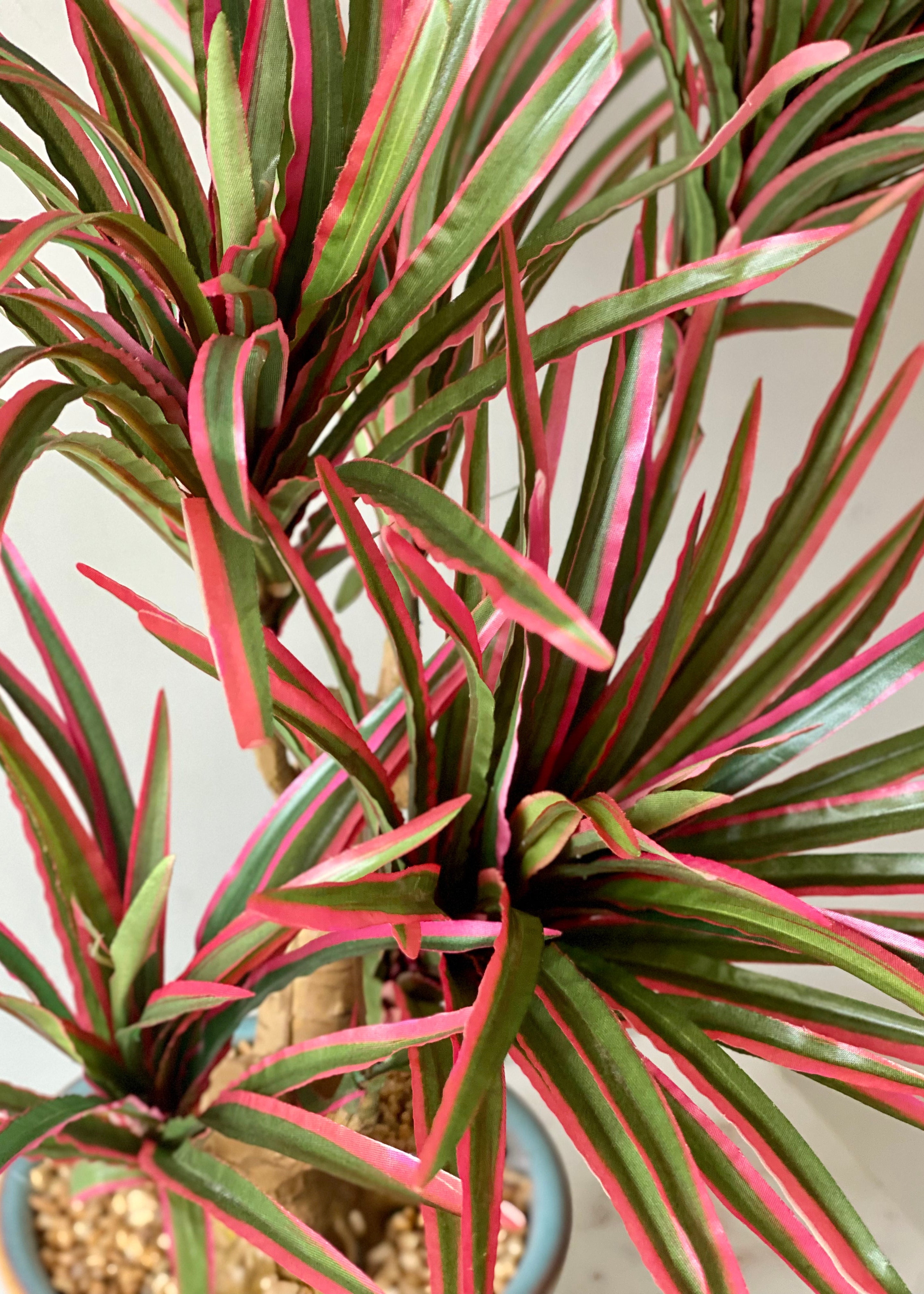 Artificial Red Dracaena Cane Plant - 2 Feet