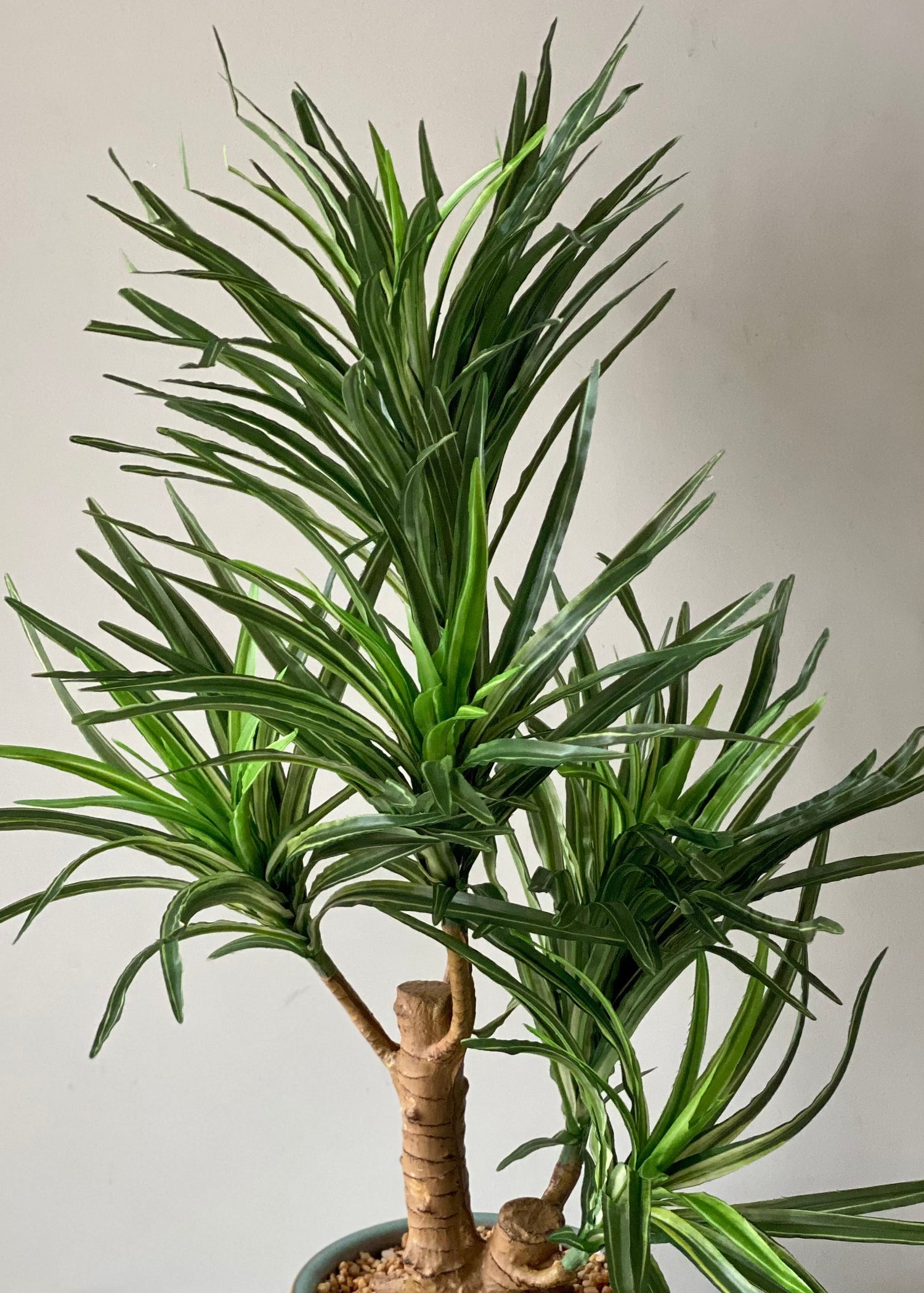 Artificial Green Dracaena Cane Plant - 2 Feet