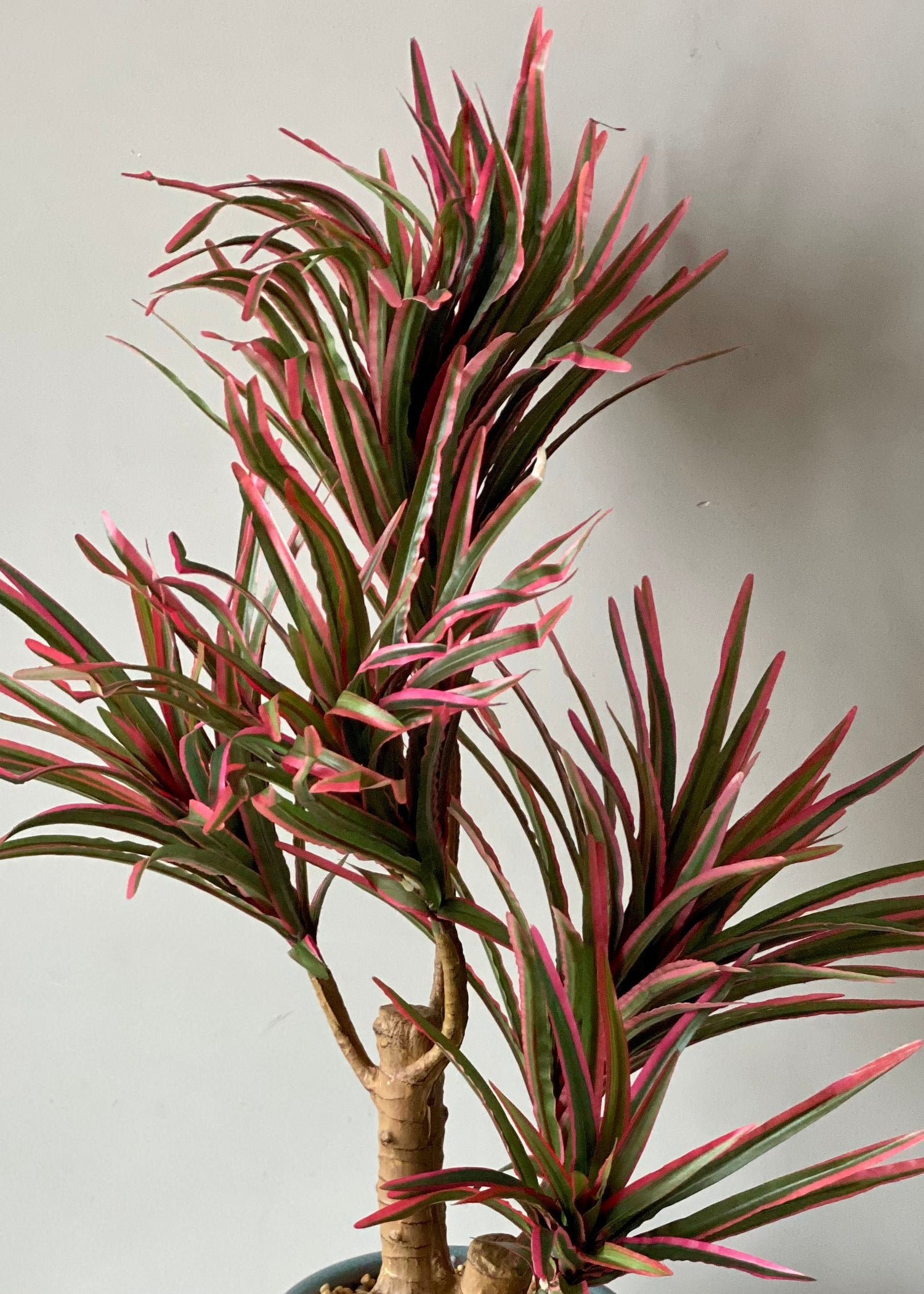 Artificial Red Dracaena Cane Plant - 2 Feet