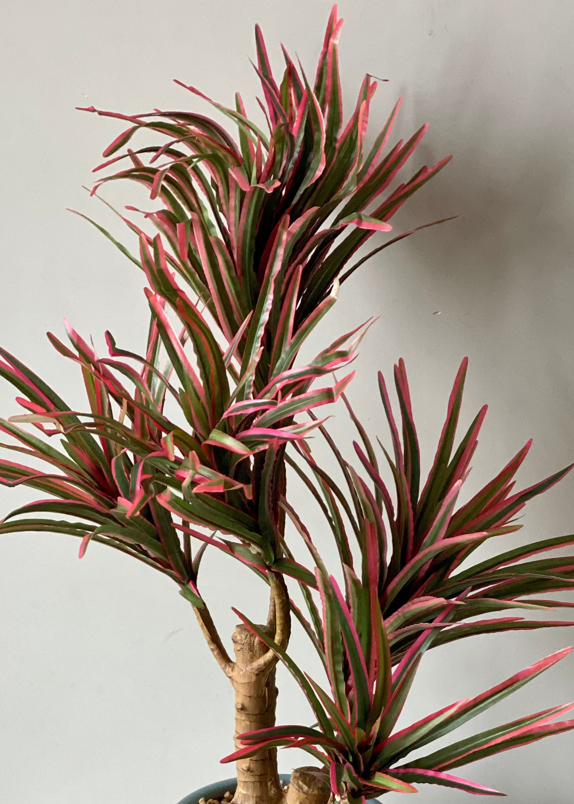 Artificial Red Dracaena Cane Plant - 2 Feet
