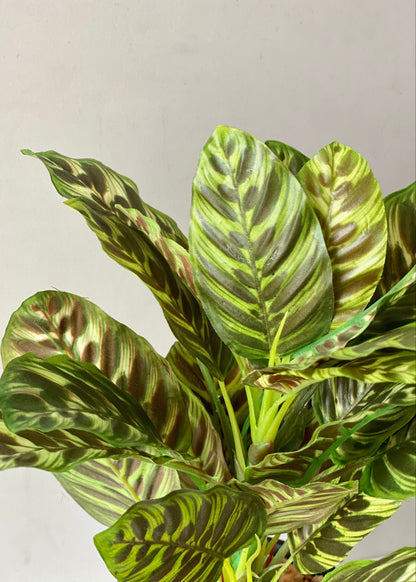 Artificial Calathea Plant