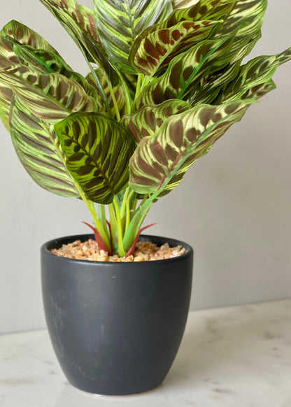 Artificial Calathea Plant