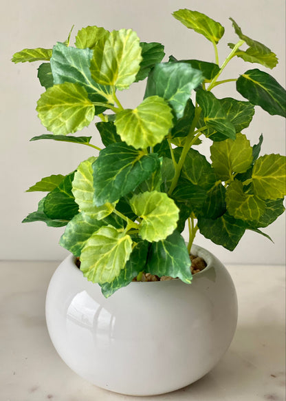 Artificial Variegated Aralia Plant