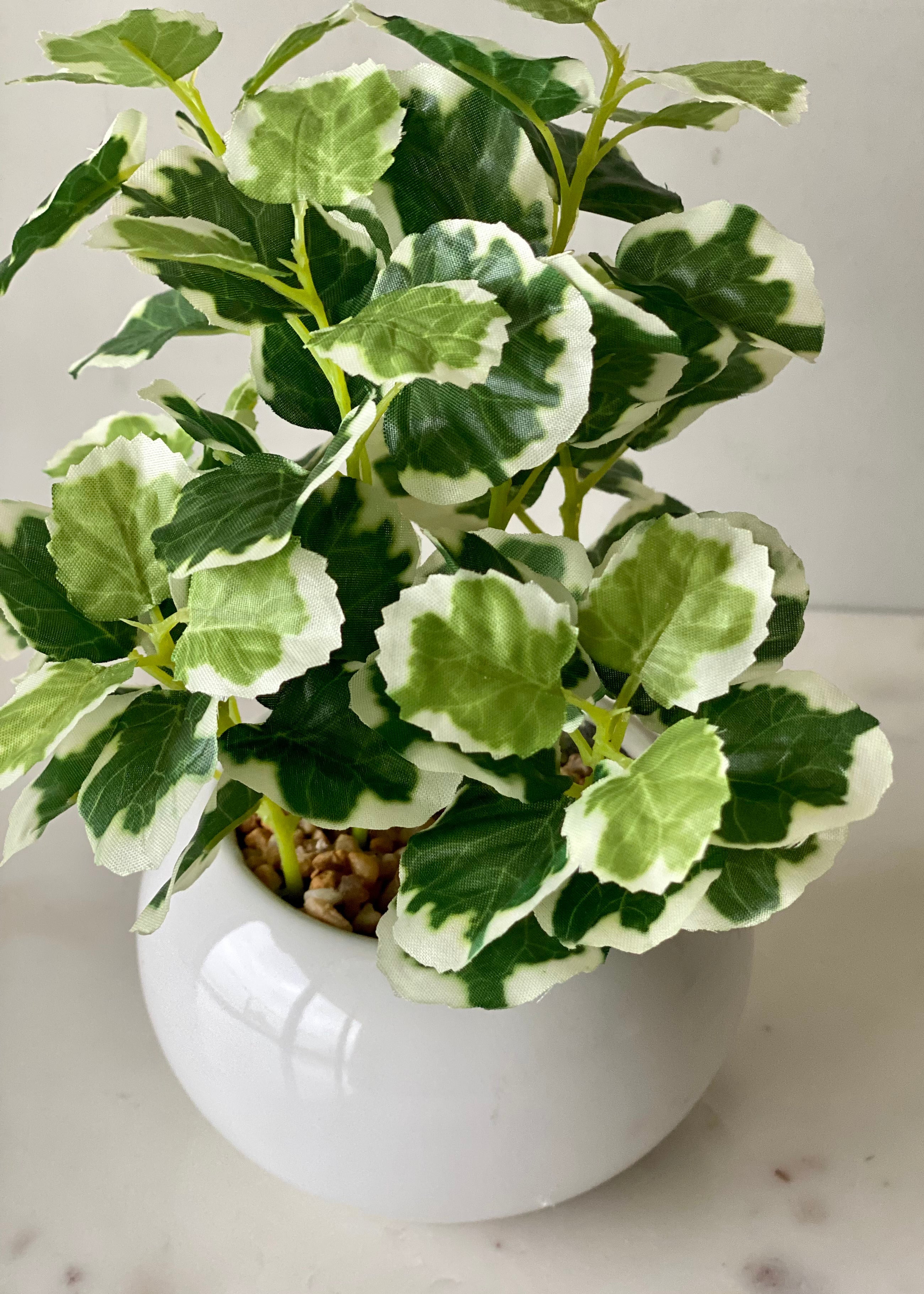 Artificial Variegated Swedish Ivy Plant