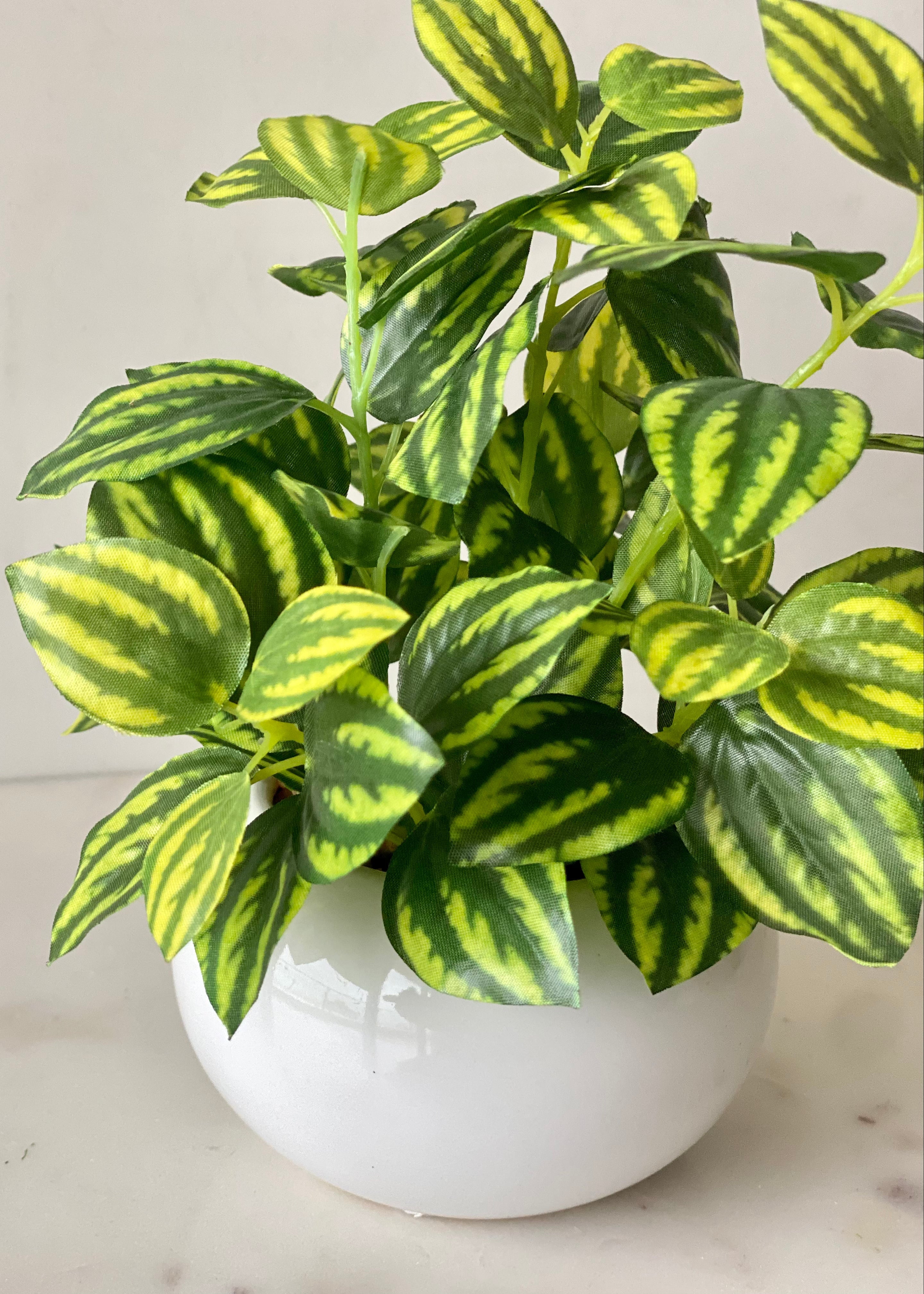 Artificial Parallel Peperomia Plant