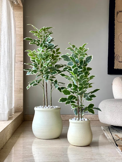 Artificial Benjamin Ficus Plant - 3 Feet