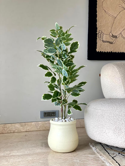 Artificial Benjamin Ficus Plant - 3 Feet