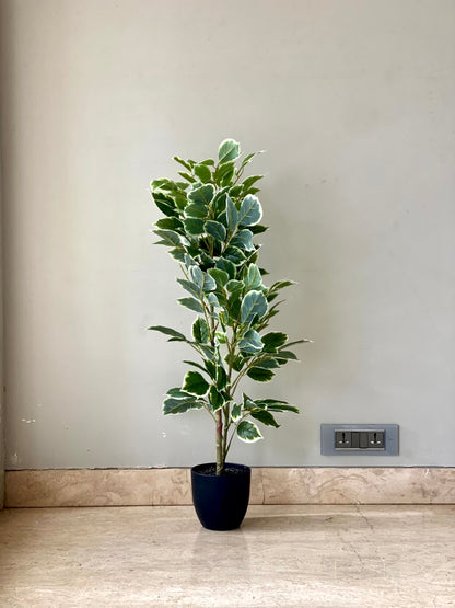 Artificial Benjamin Ficus Plant - 3 Feet