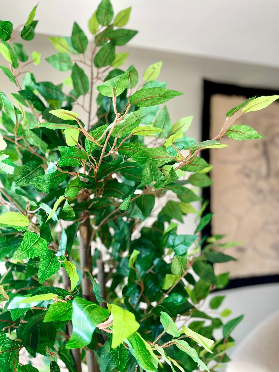 Artificial Jade Ficus Plant - 5.5 Feet